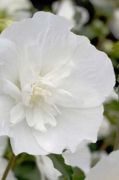 White Pillar Rose Of Sharon - 2 Gallon Pot -Green Haven Shop Rose Of Sharon White Pillar 2