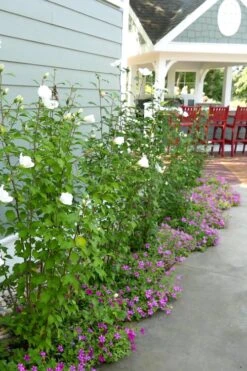 White Pillar Rose Of Sharon - 2 Gallon Pot -Green Haven Shop Rose Of Sharon White Pillar 4
