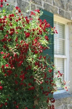 Red Cascade Miniature Climbing Rose - 6 Pack Of 1 Gallon Pots -Green Haven Shop Rose Red Cascade 10