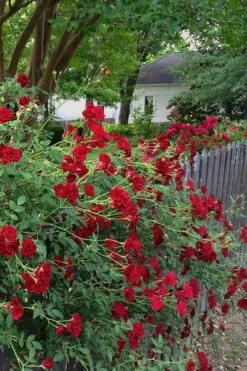 Red Cascade Miniature Climbing Rose - 6 Pack Of 1 Gallon Pots -Green Haven Shop Rose Red Cascade 11