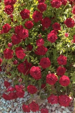 Red Cascade Miniature Climbing Rose - 6 Pack Of 1 Gallon Pots -Green Haven Shop Rose Red Cascade 12