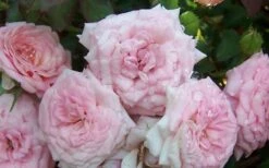 Sweet Drift Groundcover Rose - 1 Gallon Pot -Green Haven Shop Rose Sweet Drift