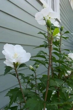 White Pillar Rose Of Sharon - 3 Gallon Pot -Green Haven Shop Rose of Sharon White Pillar 5 1