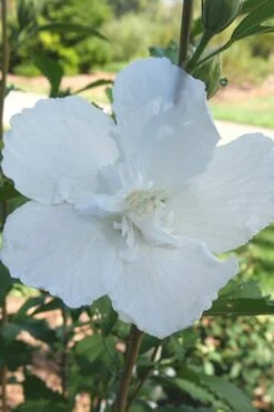 White Pillar Rose Of Sharon - 3 Gallon Pot -Green Haven Shop Rose of Sharon White Pillar 7 1