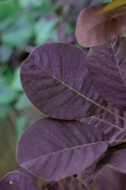 Royal Purple Smoke Tree (Smokebush) - Cotinus Coggygria - 2 Gallon Pot 15 Royal Purple Smoke Tree (Smokebush) - Cotinus Coggygria - 2 Gallon Pot -Green Haven Shop SMoke Tree Royal Purple 22 3