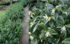 Confused Sweet Box (Sarcococca Confusa) - 6 Pack Of 1 Gallon Pots -Green Haven Shop Sarcacocca Confusa Berries 2