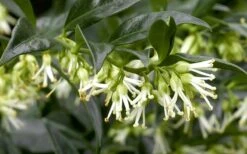 Confused Sweet Box (Sarcococca Confusa) - 6 Pack Of 1 Gallon Pots -Green Haven Shop Sarcacocca Confusa Flowers 5