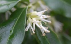 Confused Sweet Box (Sarcococca Confusa) - 6 Pack Of 1 Gallon Pots -Green Haven Shop Sarcococca Confusa Sweet Box Flower Closeup