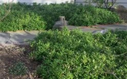 Confused Sweet Box (Sarcococca Confusa) - 6 Pack Of 1 Gallon Pots -Green Haven Shop Sarcococca Confusa Sweet Box In Landscape