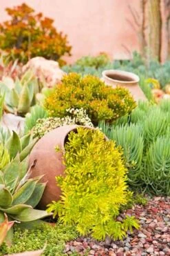 Lemon Ball Sedum - 3 Pack Of Quart Pots -Green Haven Shop Sedum mexicanum lemon ball 2