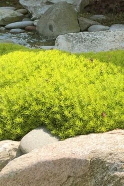 Lemon Ball Sedum - 3 Pack Of Quart Pots -Green Haven Shop Sedum mexicanum lemon ball 4