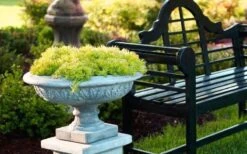 Lemon Ball Sedum - 5 Pack Of Pint Pots -Green Haven Shop Sedum mexicanum lemon ball 6 1