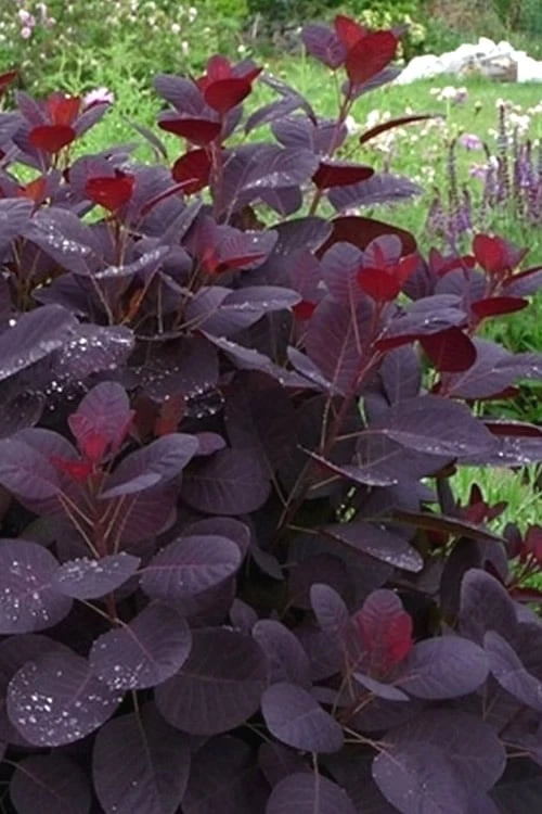 Royal Purple Smoke Tree (Smokebush) - Cotinus Coggygria - 3 Gallon Pot 10 Royal Purple Smoke Tree (Smokebush) - Cotinus Coggygria - 3 Gallon Pot - Image 10