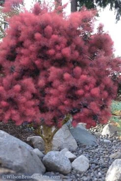 Royal Purple Smoke Tree (TREE FORM) - 5 Gallon Pot 14 Royal Purple Smoke Tree (TREE FORM) - 5 Gallon Pot -Green Haven Shop Smoke Tree Royal Purple 12 2
