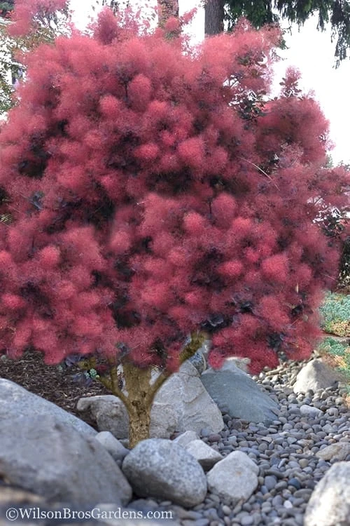 Royal Purple Smoke Tree (TREE FORM) - 5 Gallon Pot 5 Royal Purple Smoke Tree (TREE FORM) - 5 Gallon Pot - Image 5