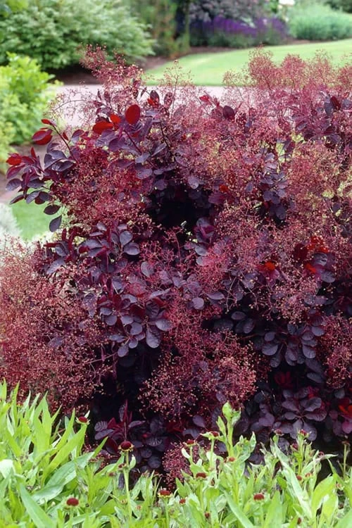 Royal Purple Smoke Tree (Smokebush) - Cotinus Coggygria - 3 Gallon Pot 7 Royal Purple Smoke Tree (Smokebush) - Cotinus Coggygria - 3 Gallon Pot - Image 7