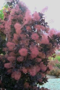 Royal Purple Smoke Tree (Smokebush) - Cotinus Coggygria - 3 Gallon Pot 17 Royal Purple Smoke Tree (Smokebush) - Cotinus Coggygria - 3 Gallon Pot -Green Haven Shop Smoke Tree Royal Purple 28 1