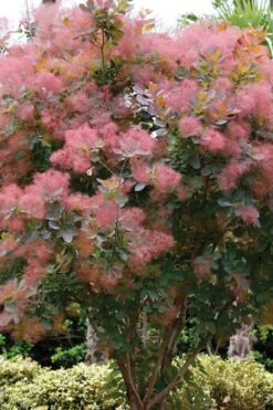 Grace Pink Flowering Smoke Tree - 3 Gallon Pot 14 Grace Pink Flowering Smoke Tree - 3 Gallon Pot -Green Haven Shop Smoketree Grace 1