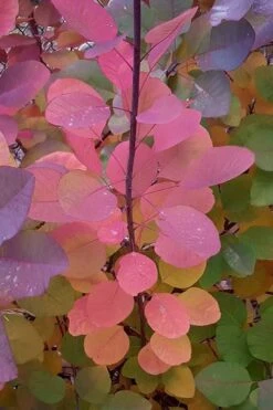 Grace Pink Flowering Smoke Tree - 3 Gallon Pot 13 Grace Pink Flowering Smoke Tree - 3 Gallon Pot -Green Haven Shop Smoketree Grace Fall Color 5