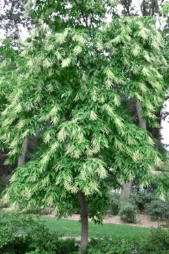 Sourwood Tree (Oxydendrum Arboreum) - 7 Gallon Pot (4-5') -Green Haven Shop Sourwood Tree 22