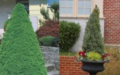 Dwarf Alberta Spruce - 1 Gallon Pot -Green Haven Shop Spruce Dwarf Alberta 3