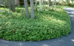 Creeping St Johns Wort (Hypericum Calycinum) - 5 Pack Of Quart Pots -Green Haven Shop St Johns Wort 1