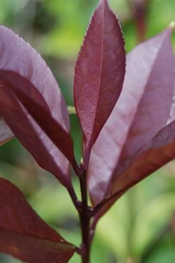 Apricot Echo Tea Olive - Osmanthus Fragrans Aurantiacus - 1 Gallon Pot -Green Haven Shop Tea Olive Apricot Echo 4