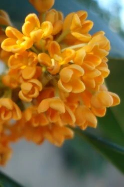 New Products 17 Fragrant Orange Tea Olive - Osmanthus Fragrans Aurantiacus - 1 Gallon Pot