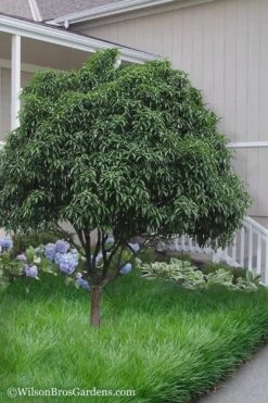 Fudingzhu Fragrant White Tea Olive (Osmanthus Fragrans) - 6 Pack Of 1 Gallon Pots -Green Haven Shop Tea Olive Fudingzhu 6