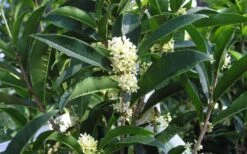 Fudingzhu Fragrant White Tea Olive (Osmanthus Fragrans) - 6 Pack Of 1 Gallon Pots -Green Haven Shop Tea Olive Fudingzhu 7