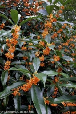 Fragrant Orange Tea Olive - Osmanthus Fragrans Aurantiacus - 3 Gallon Pot -Green Haven Shop Tea Olive Orange 102 1