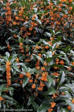 Fragrant Orange Tea Olive - Osmanthus Fragrans Aurantiacus - 3 Gallon Pot -Green Haven Shop Tea Olive Orange 103 1