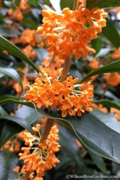 Fragrant Orange Tea Olive - Osmanthus Fragrans Aurantiacus - 3 Gallon Pot -Green Haven Shop Tea Olive Orange 104 1