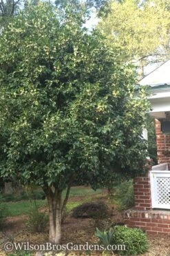 Fragrant White Tea Olive - 7 Gallon Pot (5-6') -Green Haven Shop Teav Olive White Osmanthus Fragrans 500x750 1