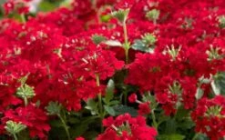 EnduraScape Red Verbena - 1 Gallon Pot -Green Haven Shop Verbena EnduraScape Red