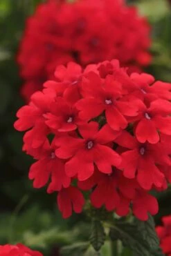 EnduraScape Red Verbena - 1 Gallon Pot -Green Haven Shop Verbena EnduraScape Red 7