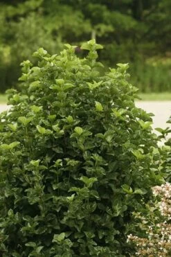 All That Glows Arrowwood Viburnum - 2 Gallon Pot -Green Haven Shop Viburnum All That Glows 1