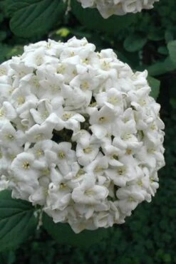 Fragrant Snowball Viburnum Carlecephalum - 3 Gallon Pot -Green Haven Shop Viburnum Carlcephalum 12