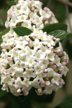Fragrant Snowball Viburnum Carlecephalum - 3 Gallon Pot -Green Haven Shop Viburnum Carlcephalum 15