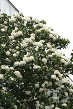 Fragrant Snowball Viburnum Carlecephalum - 3 Gallon Pot -Green Haven Shop Viburnum Carlcephalum 16