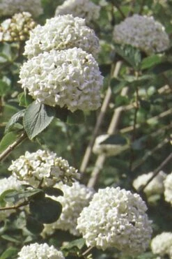 Pearlific Fragrant Snowball Viburnum Bush - 3 Gallon Pot 9 Pearlific Fragrant Snowball Viburnum Bush - 3 Gallon Pot -Green Haven Shop Viburnum Carlecephalum Fragrant Snowball 500x750 1