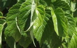 Chicago Luster Arrowwood Viburnum - 3 Gallon Pot -Green Haven Shop Viburnum Chicago Luster 1