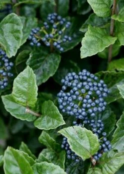 All That Glows Arrowwood Viburnum - 2 Gallon Pot -Green Haven Shop Viburnum Chicago Luster 5