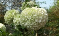 Chinese Snowball Viburnum Bush - 7 Gallon Pot (2-3') -Green Haven Shop Viburnum Chinese Snowball Bloom Green 1
