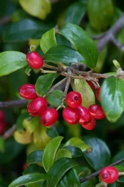 Dwarf Evergreen Snowball Viburnum 'Conoy' - 3 Gallon Pot -Green Haven Shop Viburnum Conoy 4