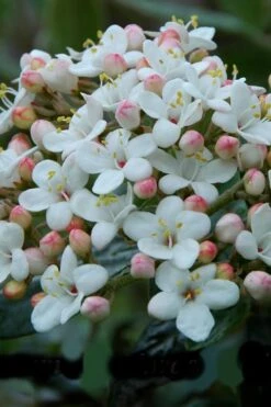 Dwarf Evergreen Snowball Viburnum 'Conoy' - 3 Gallon Pot -Green Haven Shop Viburnum Conoy 6