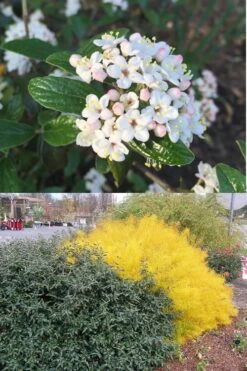 Dwarf Evergreen Snowball Viburnum 'Conoy' - 3 Gallon Pot -Green Haven Shop Viburnum Conoy 7