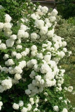 European Snowball Viburnum Bush - 3 Gallon Pot -Green Haven Shop Viburnum European Snowball 1