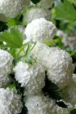 European Snowball Viburnum Bush - 3 Gallon Pot -Green Haven Shop Viburnum European Snowball 5