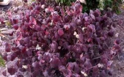 Juddi Fragrant Snowball Viburnum - 3 Gallon Pot 9 Juddi Fragrant Snowball Viburnum - 3 Gallon Pot -Green Haven Shop Viburnum Judd 5